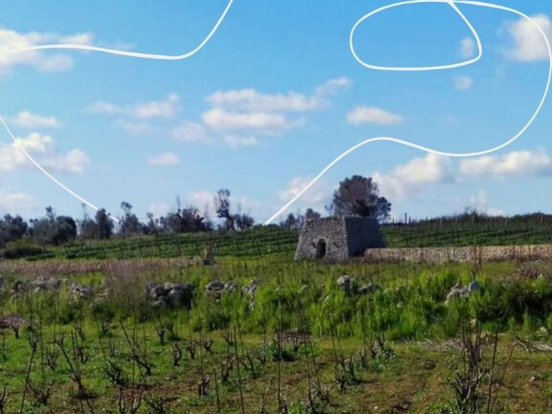 L’esperienza di gusto di Menhir Salento, tra le vigne della Terra d’Otranto