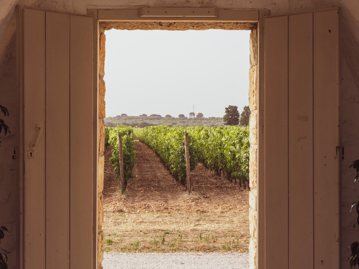 Masseria Altemura, fra gli ulivi e i filari di primitivo un’atmosfera d’altri tempi