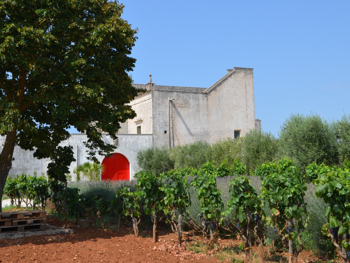 Garofano Vigneti e Cantine, il fascino e il gusto del Negroamaro