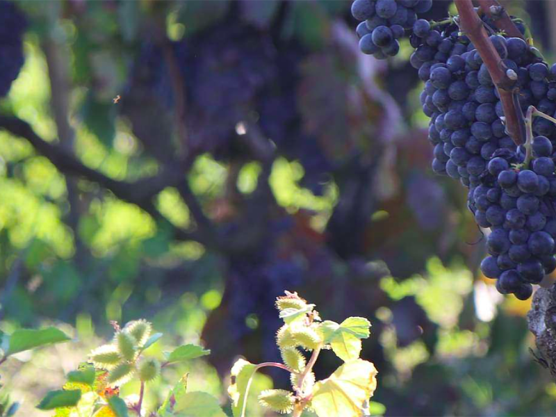 Il Signor Negromaro fra le vigne e le barrique di Feudi di Guagnano