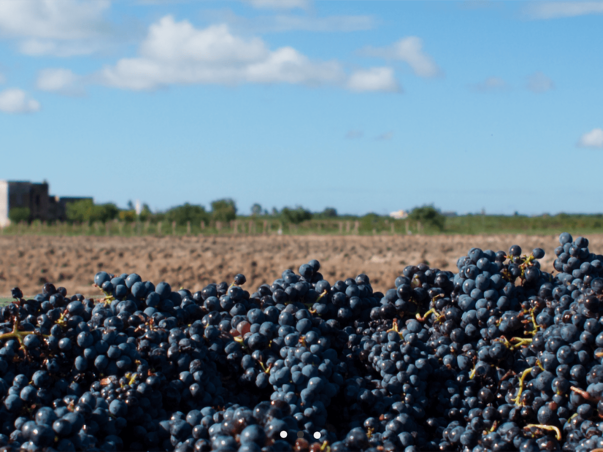 Paolo Leo, una storia che affonda le radici nella terra rosa del negroamaro